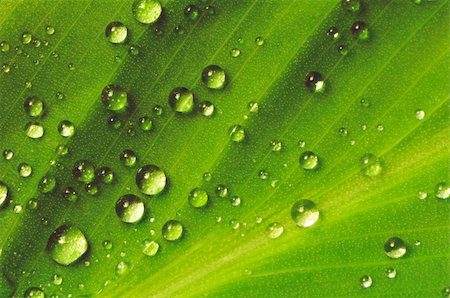 simsearch:400-04885204,k - Rain drops on a green leaf Photographie de stock - Aubaine LD & Abonnement, Code: 400-04727843