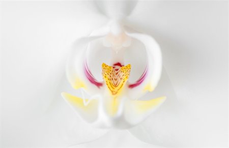 simsearch:400-04475956,k - beautiful silky white orchid detail macro image Photographie de stock - Aubaine LD & Abonnement, Code: 400-04727947