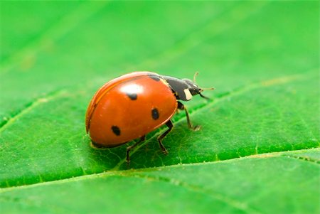 simsearch:400-05883361,k - red ladybug on green grass isolated on leaf Photographie de stock - Aubaine LD & Abonnement, Code: 400-04728084