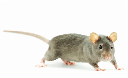 simsearch:400-04719873,k - funny rat  isolated on white background Stock Photo - Budget Royalty-Free & Subscription, Code: 400-04728117