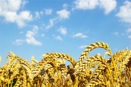 simsearch:400-05297405,k - Field of wheat over blue sky Foto de stock - Super Valor sin royalties y Suscripción, Código: 400-04728122