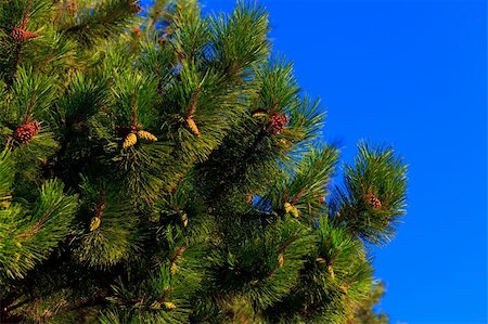 simsearch:400-04653794,k - A fur-tree against the bright blue sky. Photographie de stock - Aubaine LD & Abonnement, Code: 400-04728148