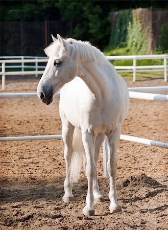 simsearch:614-00602804,k - beautiful, quiet, white horse waits in paddock Photographie de stock - Aubaine LD & Abonnement, Code: 400-04728206