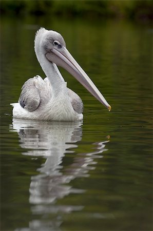 Pelican on a river Fotografie stock - Microstock e Abbonamento, Codice: 400-04728293