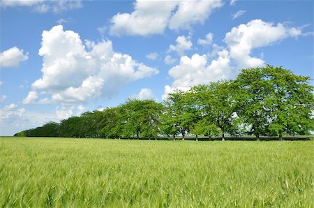 simsearch:400-07481137,k - Field of wheat, trees and perfect blue sky Photographie de stock - Aubaine LD & Abonnement, Code: 400-04728629