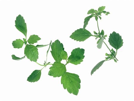 simsearch:400-05691274,k - Fresh green mint isolated on white Photographie de stock - Aubaine LD & Abonnement, Code: 400-04728654