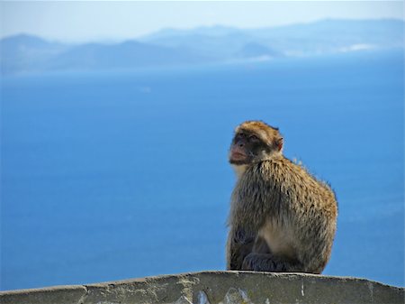 Monkey in Gibraltar Fotografie stock - Microstock e Abbonamento, Codice: 400-04728815