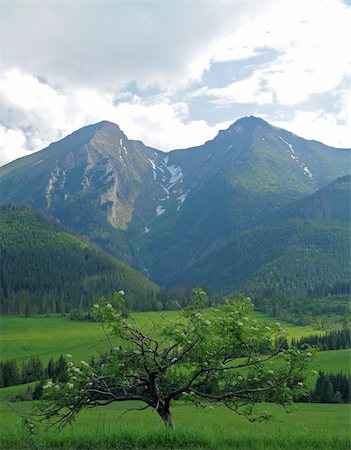 slovakia people - twin hills vertical photo, tree in foreground, photo taken in Slovakia Stock Photo - Budget Royalty-Free & Subscription, Code: 400-04728826
