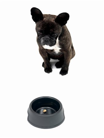 simsearch:400-06758887,k - A French Bulldog in front of a dog bowl isolated against a white background Stock Photo - Budget Royalty-Free & Subscription, Code: 400-04728866