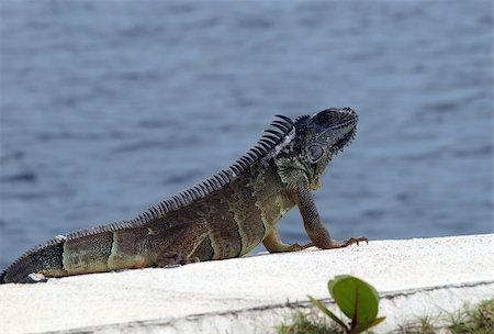simsearch:400-04407358,k - A large iguana enjoys the sun on Grand Cayman Stockbilder - Microstock & Abonnement, Bildnummer: 400-04729369