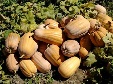 simsearch:400-05356597,k - amount of ripen pumpkins at the patch Stock Photo - Budget Royalty-Free & Subscription, Code: 400-04729577