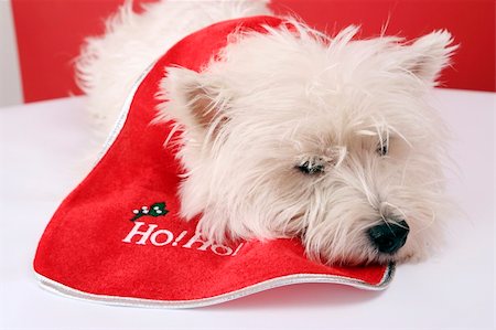 White puppy dresed in santa claus costume. Fotografie stock - Microstock e Abbonamento, Codice: 400-04729627