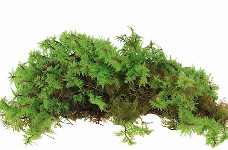 Heap of green moss. Closeup. Isolated on white background. Studio photography. Stock Photo - Budget Royalty-Free & Subscription, Code: 400-04729804