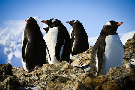 penguin on mountain - penguins dreaming sitting on a rock, mountains in the background Photographie de stock - Aubaine LD & Abonnement, Code: 400-04729887