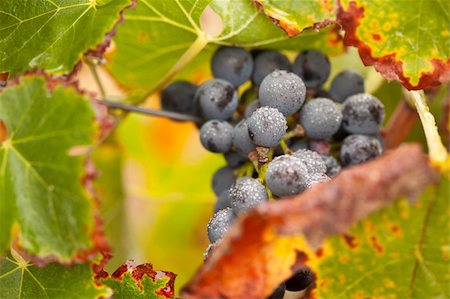 Lush, Ripe Wine Grapes with Mist Drops on the Vine Ready for Harvest. Foto de stock - Super Valor sin royalties y Suscripción, Código: 400-04729898