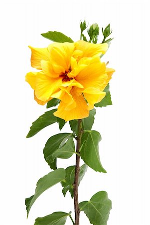 Beautiful yellow hibiscus flower isolated on white background. Stock Photo - Budget Royalty-Free & Subscription, Code: 400-04729903