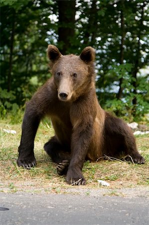 Young wild bear near Sinaia, Romania. Here bears got used to be fed by tourists and this became a problem both for humans and bears. Stockbilder - Microstock & Abonnement, Bildnummer: 400-04729926