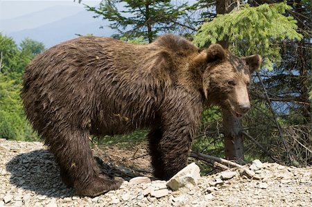 Young wild bear walking in the forest on a sunny summer afternoon near Sinaia, Romania. Here bears got used to be fed by tourists and this became a problem both for humans and bears. Stockbilder - Microstock & Abonnement, Bildnummer: 400-04729929