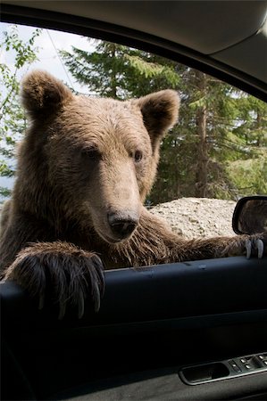 Young wild bear climbed on my car winow near Sinaia, Romania. Stockbilder - Microstock & Abonnement, Bildnummer: 400-04729930