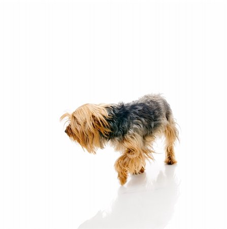 simsearch:400-04312761,k - Dog. Isolated over white. Stock Photo - Budget Royalty-Free & Subscription, Code: 400-04729977