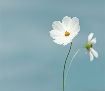 simsearch:400-04275620,k - An image of a nice cosmea with space for text Photographie de stock - Aubaine LD & Abonnement, Code: 400-04720224
