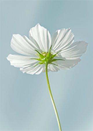 simsearch:400-04275620,k - An image of a nice white cosmea Photographie de stock - Aubaine LD & Abonnement, Code: 400-04720225