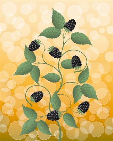 Floral background with a blackberry. Vector illustration. Stock Photo - Budget Royalty-Free & Subscription, Code: 400-04720557