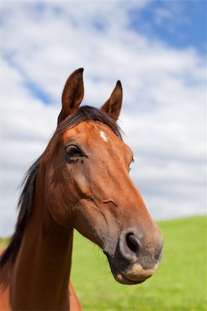 simsearch:400-06089269,k - closeup of a horse head Foto de stock - Super Valor sin royalties y Suscripción, Código: 400-04720811