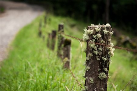 Epiphytes on fence post in Costa Rica Photographie de stock - Aubaine LD & Abonnement, Code: 400-04720889