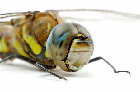 simsearch:400-06560180,k - Front part of Migrant Hawker dragonfly lying on white surface close view Stock Photo - Budget Royalty-Free & Subscription, Code: 400-04720910