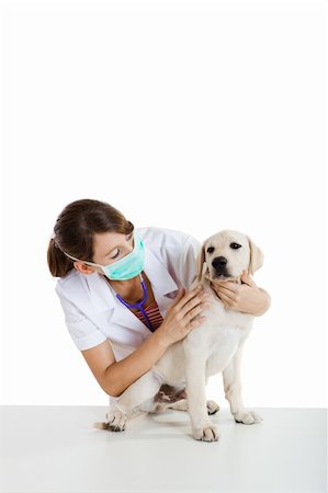 simsearch:400-08372788,k - Young female veterinary taking care of a beautiful labrador dog Stock Photo - Budget Royalty-Free & Subscription, Code: 400-04721555