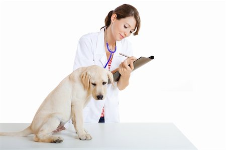 examination folder - Young female veterinary taking care of a beautiful labrador dog Stock Photo - Budget Royalty-Free & Subscription, Code: 400-04721553