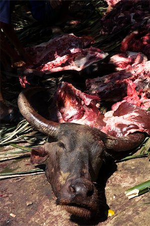 Slaughtering a water buffalo during a death fest in the Toraja society, Tana Toraja, Sulawesi, Indonesia Photographie de stock - Aubaine LD & Abonnement, Code: 400-04721792