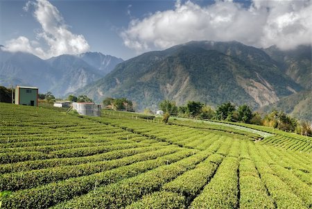 Landscape of tea farm in countryside, rural scenery in Taiwan, Asia. Stock Photo - Budget Royalty-Free & Subscription, Code: 400-04723251