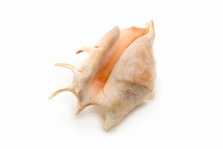 simsearch:400-07553606,k - Sea shell isolated on a white background Stock Photo - Budget Royalty-Free & Subscription, Code: 400-04723539