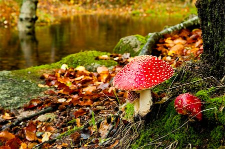 Close-up picture of a Amanita poisonous mushroom in nature Photographie de stock - Aubaine LD & Abonnement, Code: 400-04723838