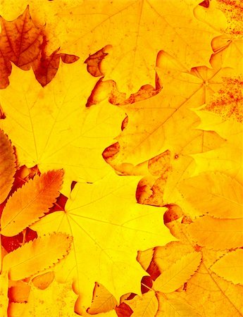 simsearch:400-04609388,k - Decorative texture from bright autumn leaves Stock Photo - Budget Royalty-Free & Subscription, Code: 400-04734203