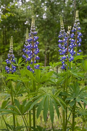 blue full-blown lupin on forest background Stock Photo - Budget Royalty-Free & Subscription, Code: 400-04734226