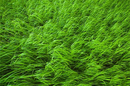 simsearch:400-05316370,k - Very beautiful fresh and juicy young grass Stock Photo - Budget Royalty-Free & Subscription, Code: 400-04734240