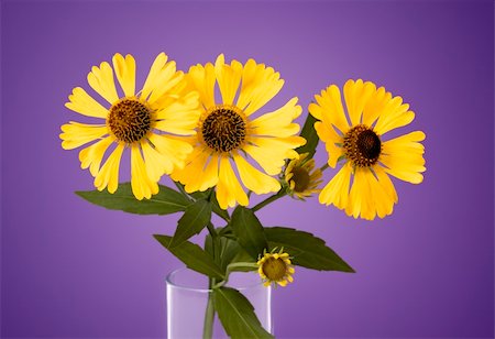 simsearch:400-05059080,k - An image of a beautiful yellow flower on purple background Stock Photo - Budget Royalty-Free & Subscription, Code: 400-04734519