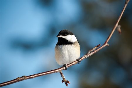A Black-Capped Chickadee perched on a small branch in winter. Photographie de stock - Aubaine LD & Abonnement, Code: 400-04734513
