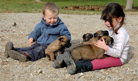 simsearch:400-04767909,k - sister and brother wither little puppies belgian shepherds Foto de stock - Super Valor sin royalties y Suscripción, Código: 400-04734526
