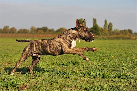 purebred running bull terrier in a field Stockbilder - Microstock & Abonnement, Bildnummer: 400-04734534