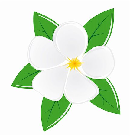 White magnolia flower with leaves. Vector illustration. Vector art in Adobe illustrator EPS format, compressed in a zip file. The different graphics are all on separate layers so they can easily be moved or edited individually. The document can be scaled to any size without loss of quality. Stock Photo - Budget Royalty-Free & Subscription, Code: 400-04734625