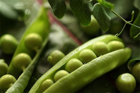 supertrooper (artist) - Close-up of fresh green pea Photographie de stock - Aubaine LD & Abonnement, Code: 400-04734646