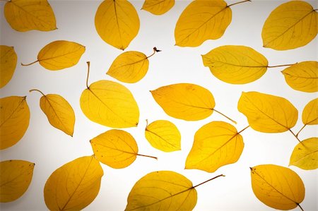 simsearch:400-04743104,k - Yellow autumn leaves. Abstract beautiful backdrop for any purpose Stockbilder - Microstock & Abonnement, Bildnummer: 400-04734661