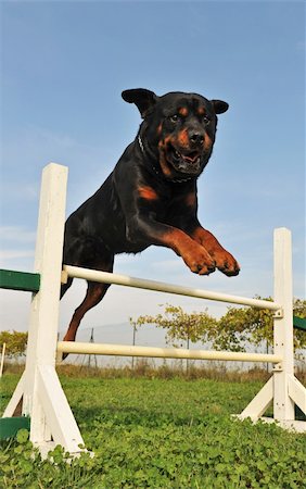 simsearch:400-06881275,k - purebred rottweiler jumping in a training of agility Photographie de stock - Aubaine LD & Abonnement, Code: 400-04734685
