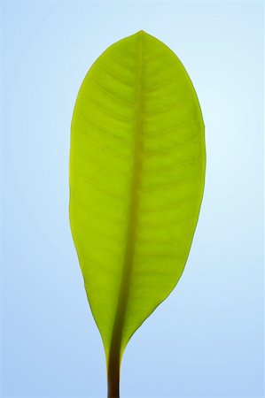 simsearch:400-04524191,k - Green leaf photographed against a background of blue clear sky. Stock Photo - Budget Royalty-Free & Subscription, Code: 400-04734875