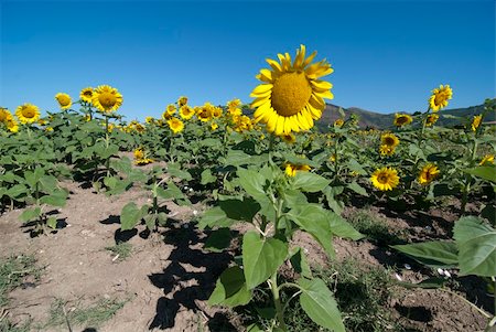 simsearch:400-04751722,k - Bright Colors of a Sunflowers Field in Tuscany, Italy Stock Photo - Budget Royalty-Free & Subscription, Code: 400-04734901