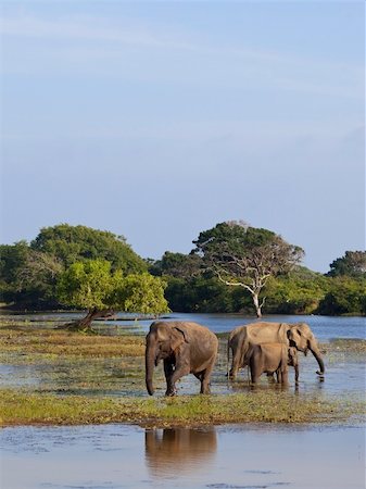 simsearch:400-04923236,k - a family of elephants in a lagoon in yala national park sri lanka Stock Photo - Budget Royalty-Free & Subscription, Code: 400-04734911